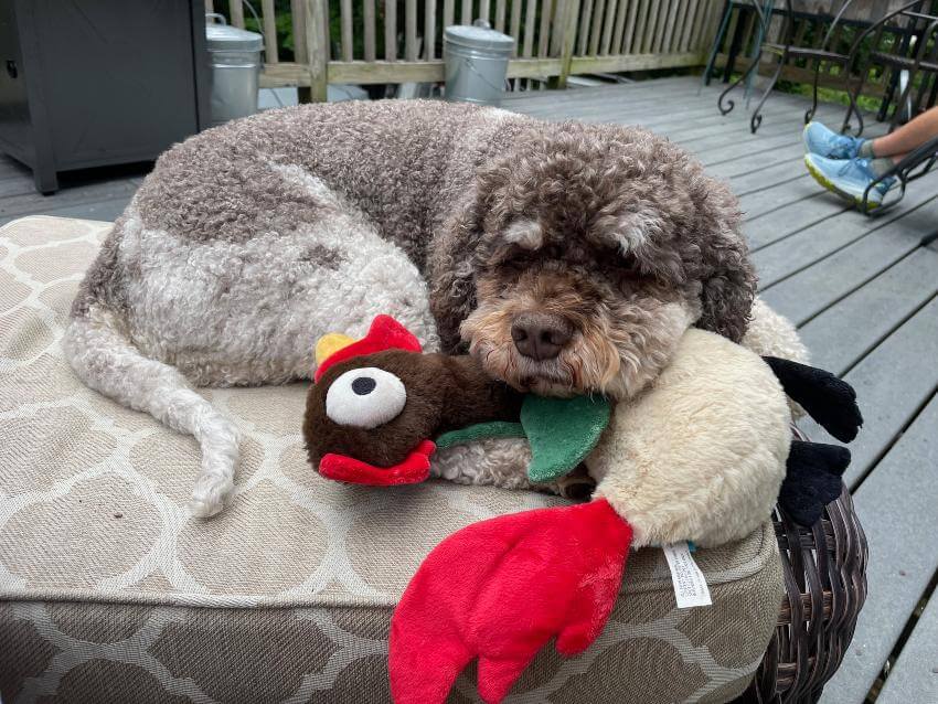 Fluffy dog with stuff toy